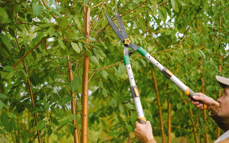 Tree trimming in Waterport, NY